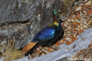 Himalayan Monal