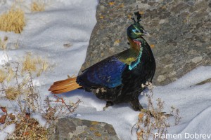 Himalayan Monal
