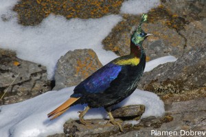 Himalayan Monal