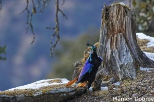 Himalayan Monal