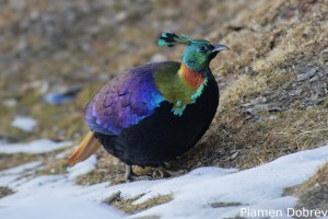Himalayan Monal
