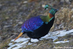 Himalayan Monal