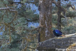 Himalayan Monal