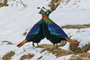 Himalayan Monal