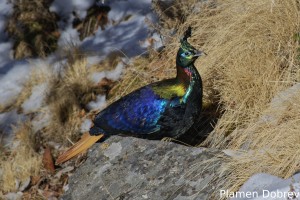 Himalayan Monal