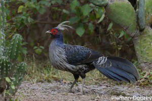 Kalij Pheasant