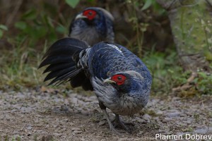 Kalij Pheasant