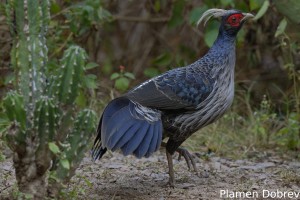 Kalij Pheasant