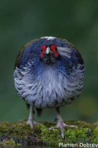 Kalij Pheasant
