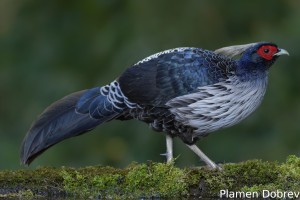 Kalij Pheasant