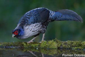 Kalij Pheasant
