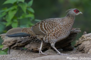Kalij Pheasant
