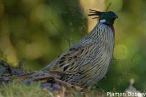 Koklass Pheasant