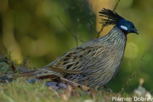 Koklass Pheasant