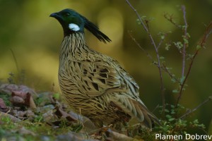 Koklass Pheasant