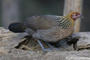 Red Junglefowl