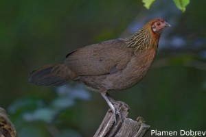 Red Junglefowl
