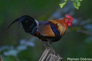 Red Junglefowl