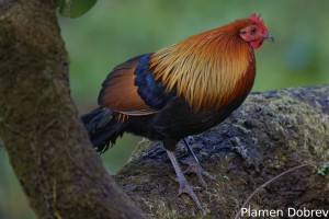 Red Junglefowl