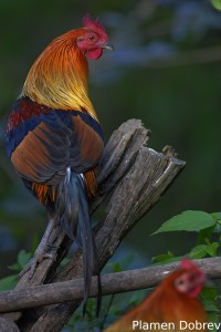 Red Junglefowl