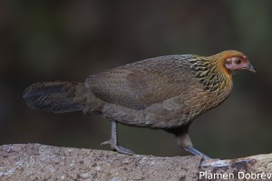 Red Junglefowl