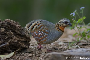 Rufous-throated Partridge