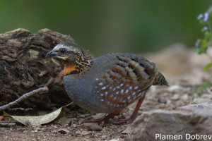 Rufous-throated Partridge