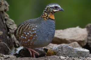 Rufous-throated Partridge