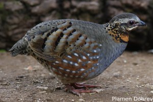 Rufous-throated Partridge