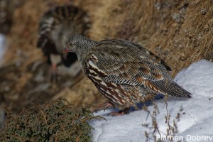 Snow Partridge