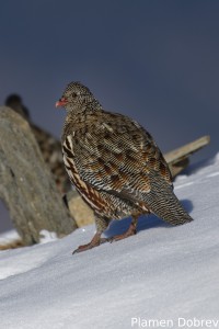 Snow Partridge