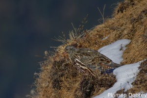 Snow Partridge