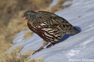 Snow Partridge