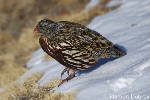 Snow Partridge