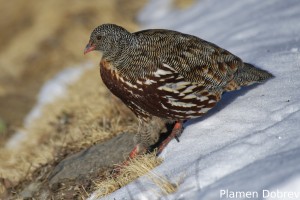 Snow Partridge