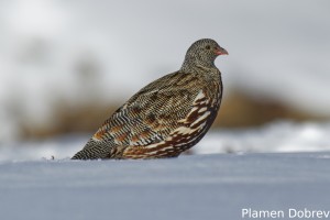 Snow Partridge