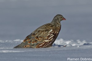 Snow Partridge