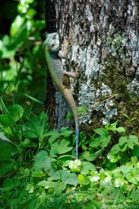 Agamer Lizard