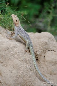 Agamer Lizard