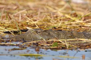 Crocodile