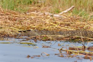 Crocodile