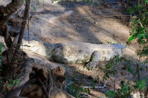 Crocodile