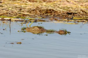 Crocodile