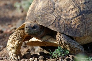 Leopard Tortoise