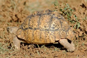 Leopard Tortoise
