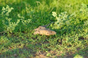 Monitor Lizard