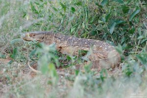 Monitor Lizard
