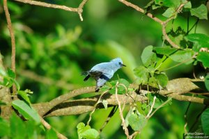 African Blue Flycatcher