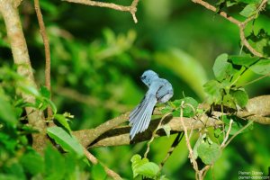 African Blue Flycatcher