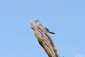 African Cuckoo